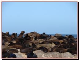 Hout Bay, les otaries  fourrure du Cap