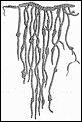 dessin d'un quipu