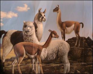Dessin reprsentant le lama, le guanaco, la vigogne et l'alpaga