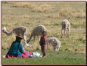 Gardienne de lamas au sommet du col