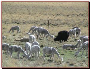 Troupeau de lamas tondus, sommet du col