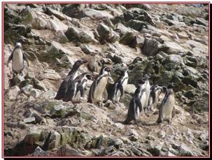 ILES BALLESTAS, les manchots de Humboldt