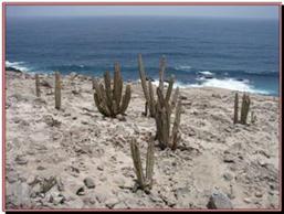 Altico, cactus sauvages