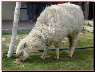 Lama se promenant parmi nous