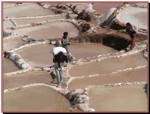 Salines de MARAS, saulnier qui remonte son sac 
 vers la Cooprative