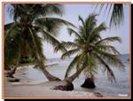 Les plages de Saona