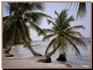 Les cocotiers de l'le de Saona