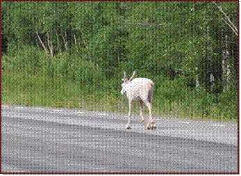 Un renne blanc