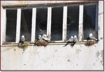 Mouettes sur les fentres 