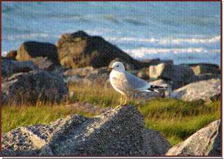 Une mouette  minuit