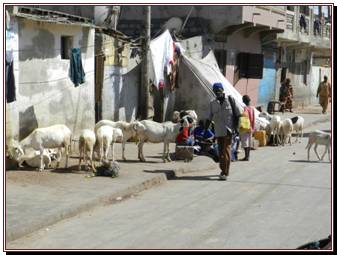 Guet Ndar, le quartier des pcheurs