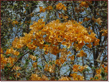Superbes bougainvilliers