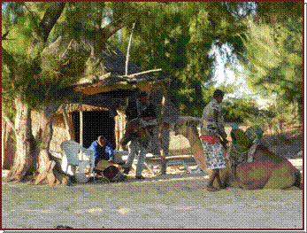 Dromadaires pour une balade dans les dunes