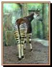 dessin d'un okapi