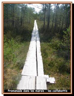Promenade sur les planches
